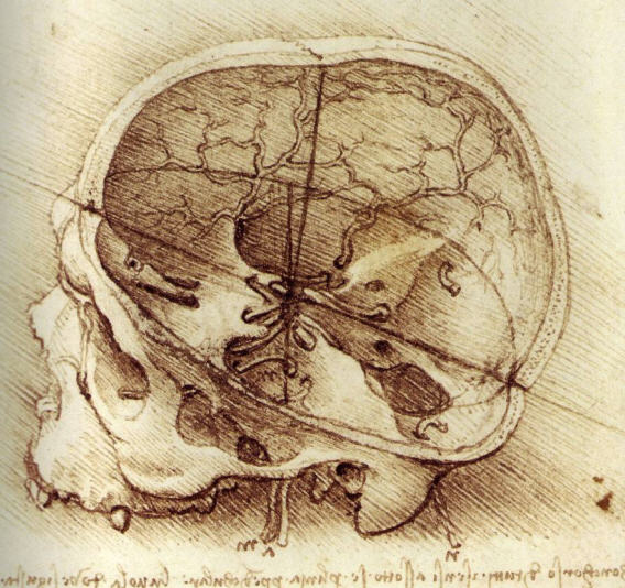 Skull anatomy