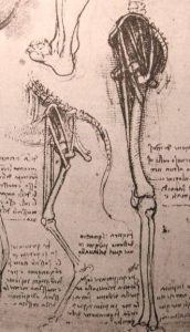 Leonardo da Vinci – Drawing of the Comparative Anatomy of the lLgs of a Man and a Dog
